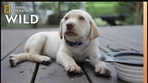 See the Ways Your Dog Tells u What It Wants| Geo Wild Nat