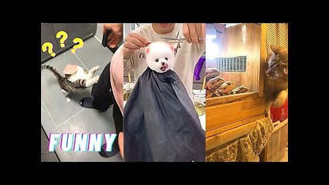 Funny animal video/beautiful & jorkful cat and dog videos/watch now