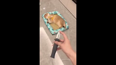 Cat Cute Reaction When Encountering A Telescopic Knife