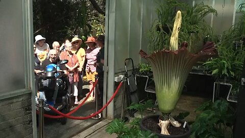 Visitors flock to third blooming of rate stinky corpse flower