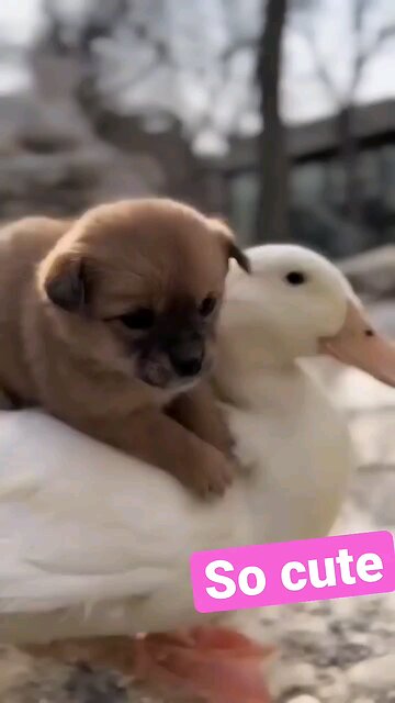 Duck and puppy