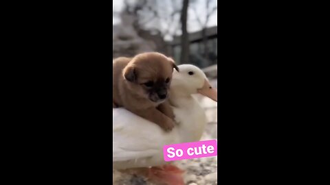 Duck and puppy