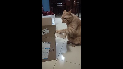 Harworking Cat