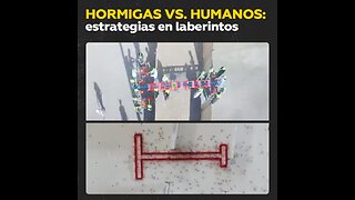 Hormigas contra humanos: la inteligencia de grupo a prueba