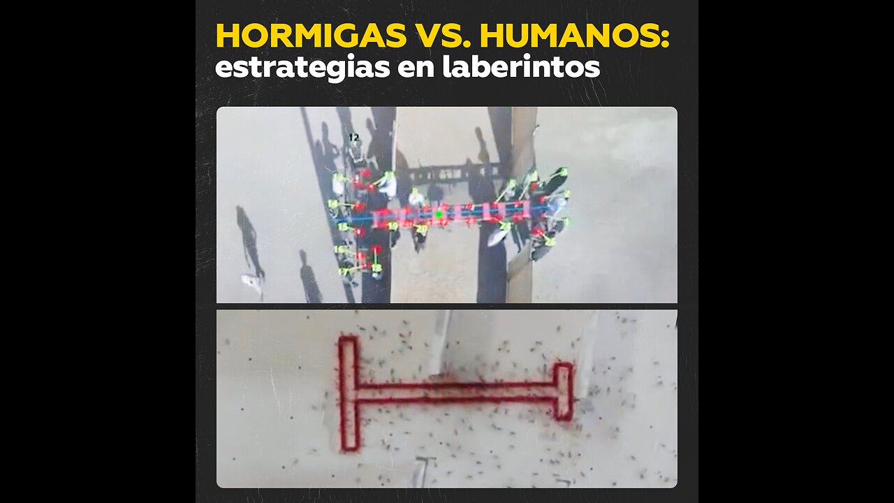 Hormigas contra humanos: la inteligencia de grupo a prueba