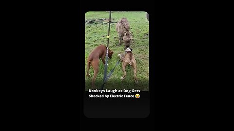 Donkeys laugh 😂 as dogs get shocked by electric fence