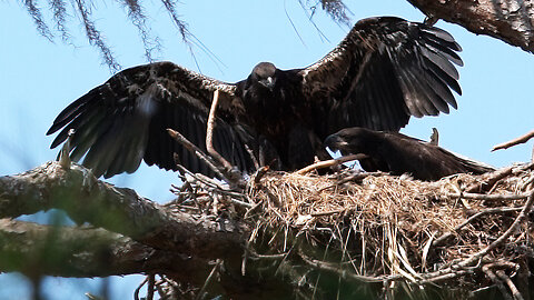 Witnessing the Bond: A Visit to Anclote River's Eagle Nest