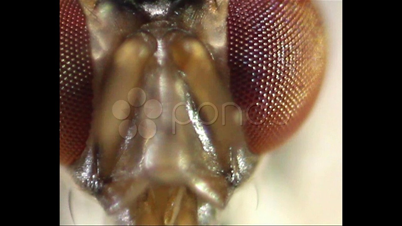 Lord of flies
