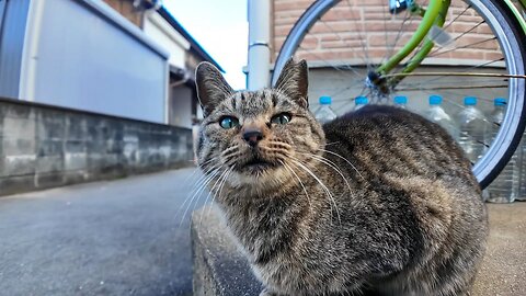 When I petted a cat I met in the back alleys of Cat Island, other cats came to be petted too.