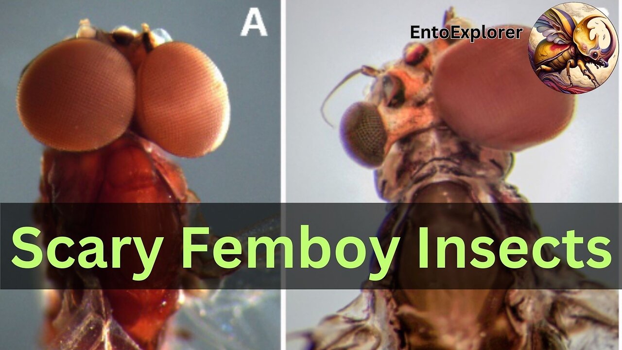 Not a Male, Not a Female - Insect Gynandromorphs