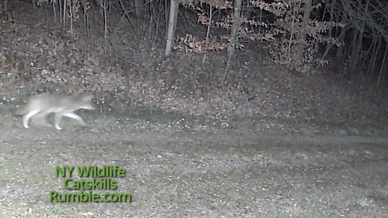 Coyote Trail Cam Catskills NY Wildlife