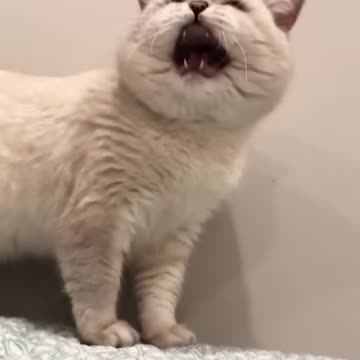 Cat sound to attract cats🙀realistic multiple meows