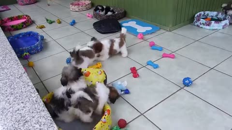 Super Funny Shih Tzu puppy doggies troop playing around! Can stop watching!
