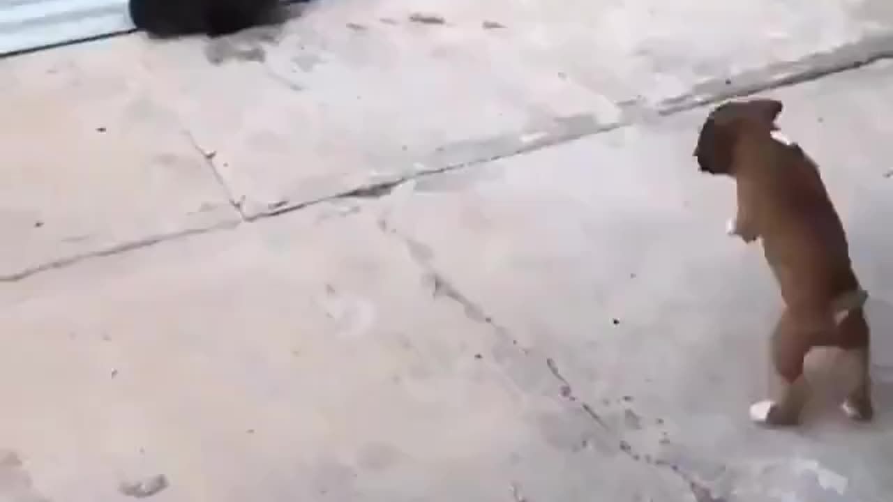 Puppy thinks he’s a bunny.. 😊