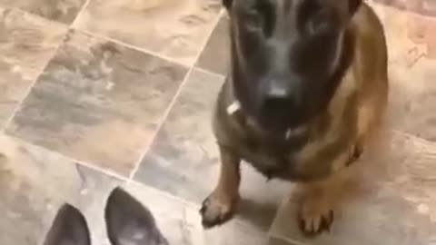 Mummy German shepherd teaching baby to behave