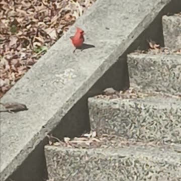 Northern cardinal