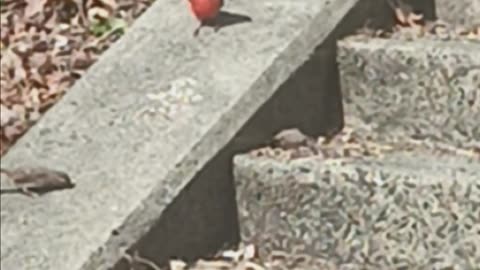 Northern cardinal