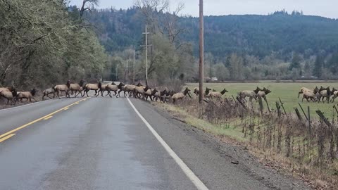 Massive Elk Crossing