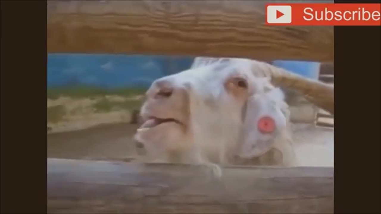 Goats Screaming Like Humans, Try Not to Laugh 🐐 😲 😀 😂 🤣 February 2025 Compilation