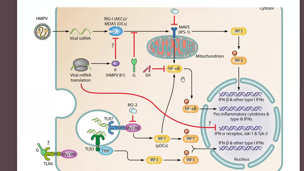 hMPV (Overview of Metapneumovirus) by Dr. Paul Cottrell