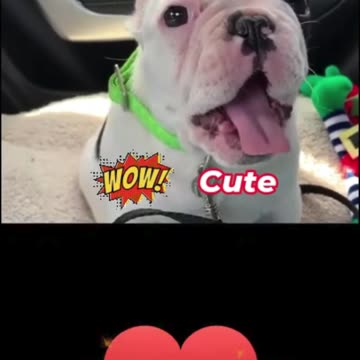 Adorable & Cute Puppy That Will Melt Your Heart!