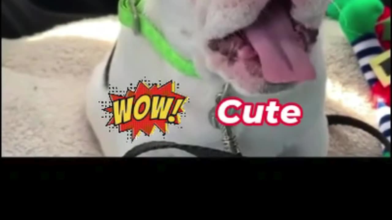 Adorable & Cute Puppy That Will Melt Your Heart!