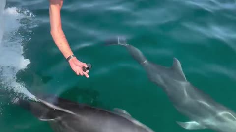 As always, dolphins making our morning magical while on expedition with the Whale Sharks in Baja ✨