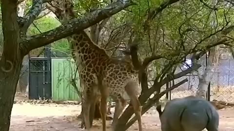 animals funny video