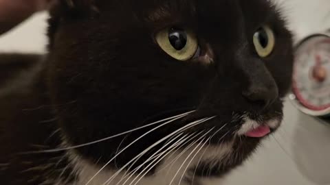 Cat forgot that her tongue was out