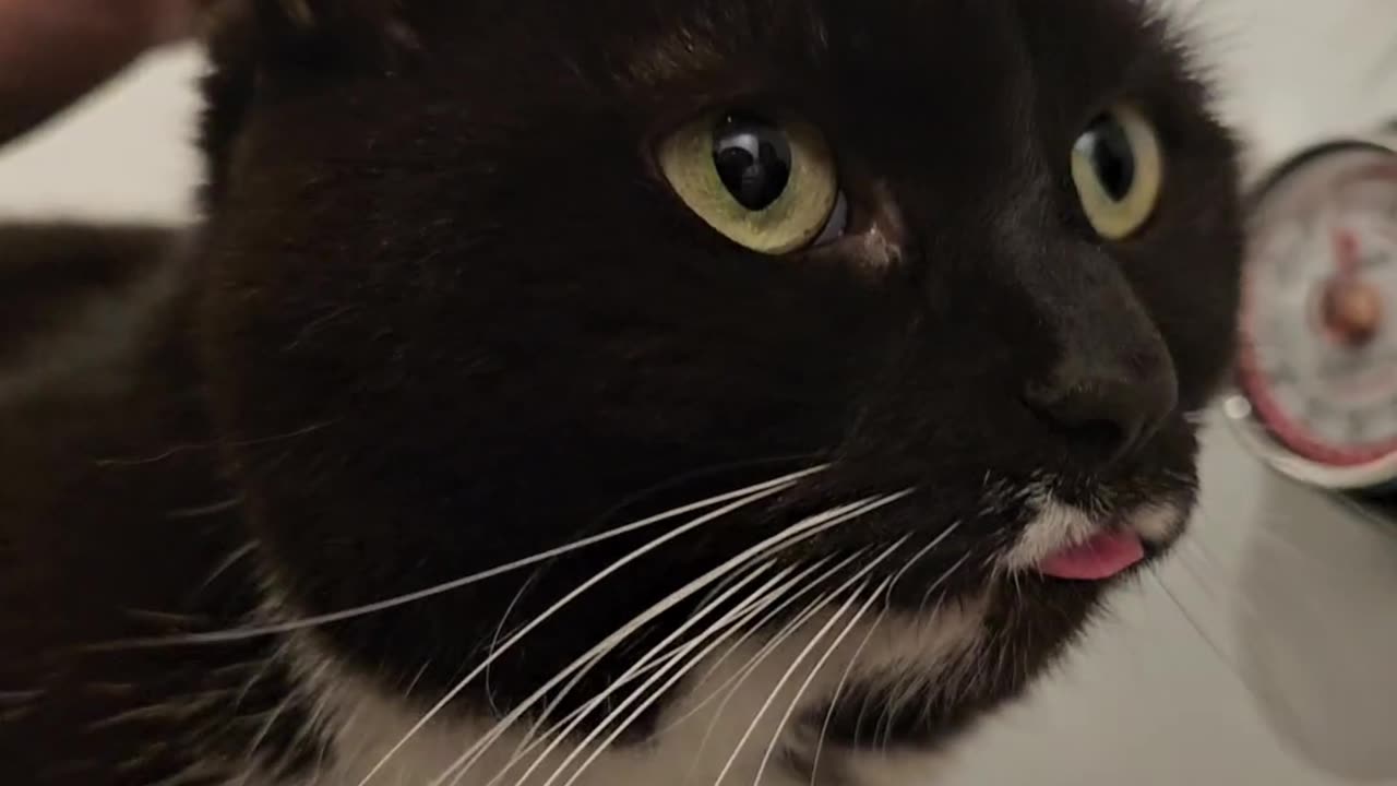 Cat forgot that her tongue was out