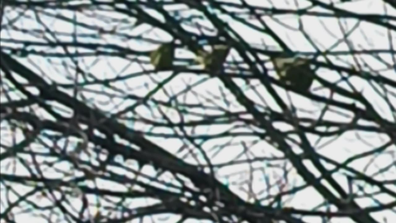Parrots 🦜