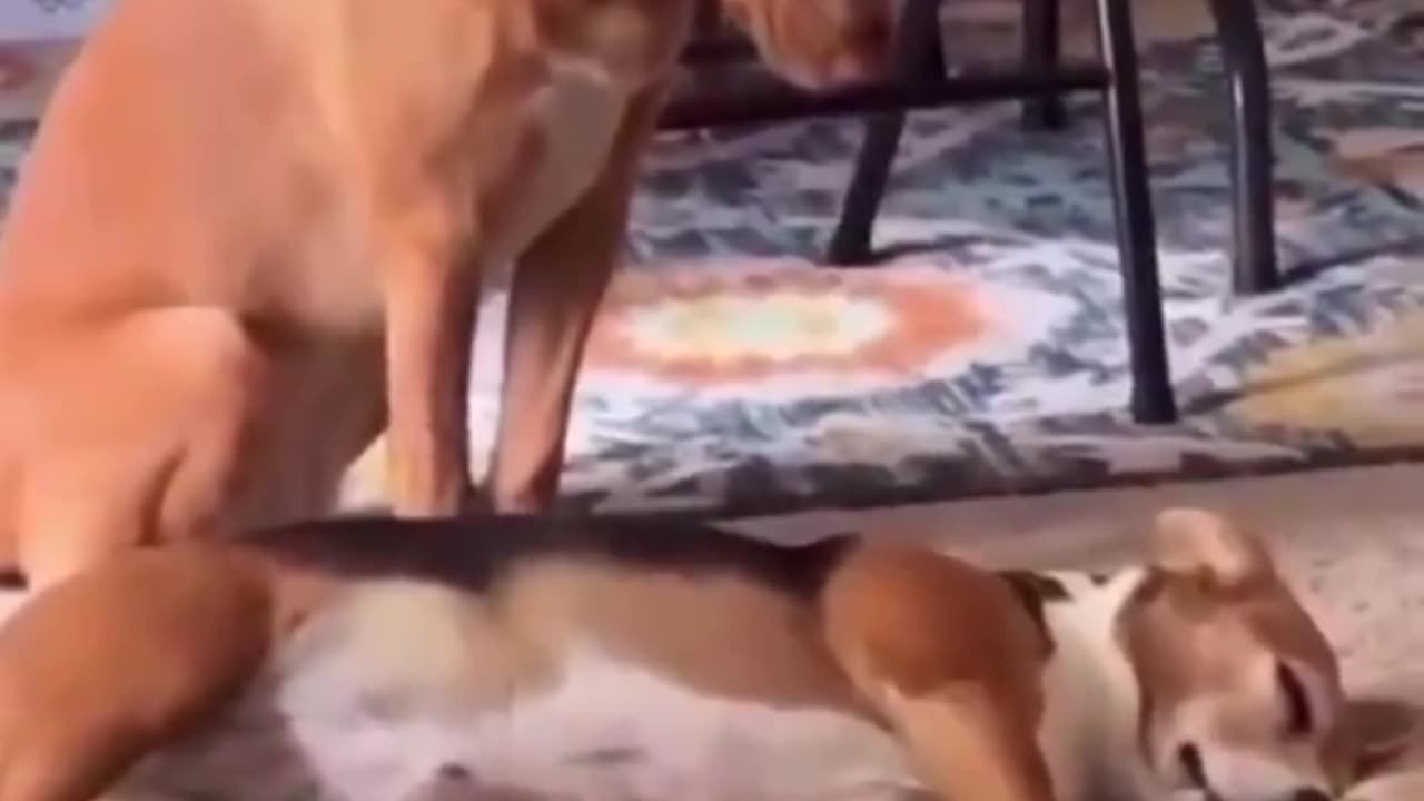 Me waiting for my favorite person to wake up to bother them..