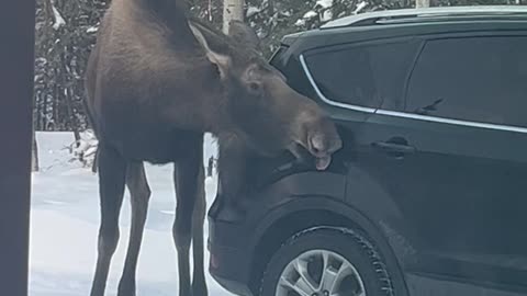 Moose Car Wash