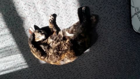 Cat happy sun bathing