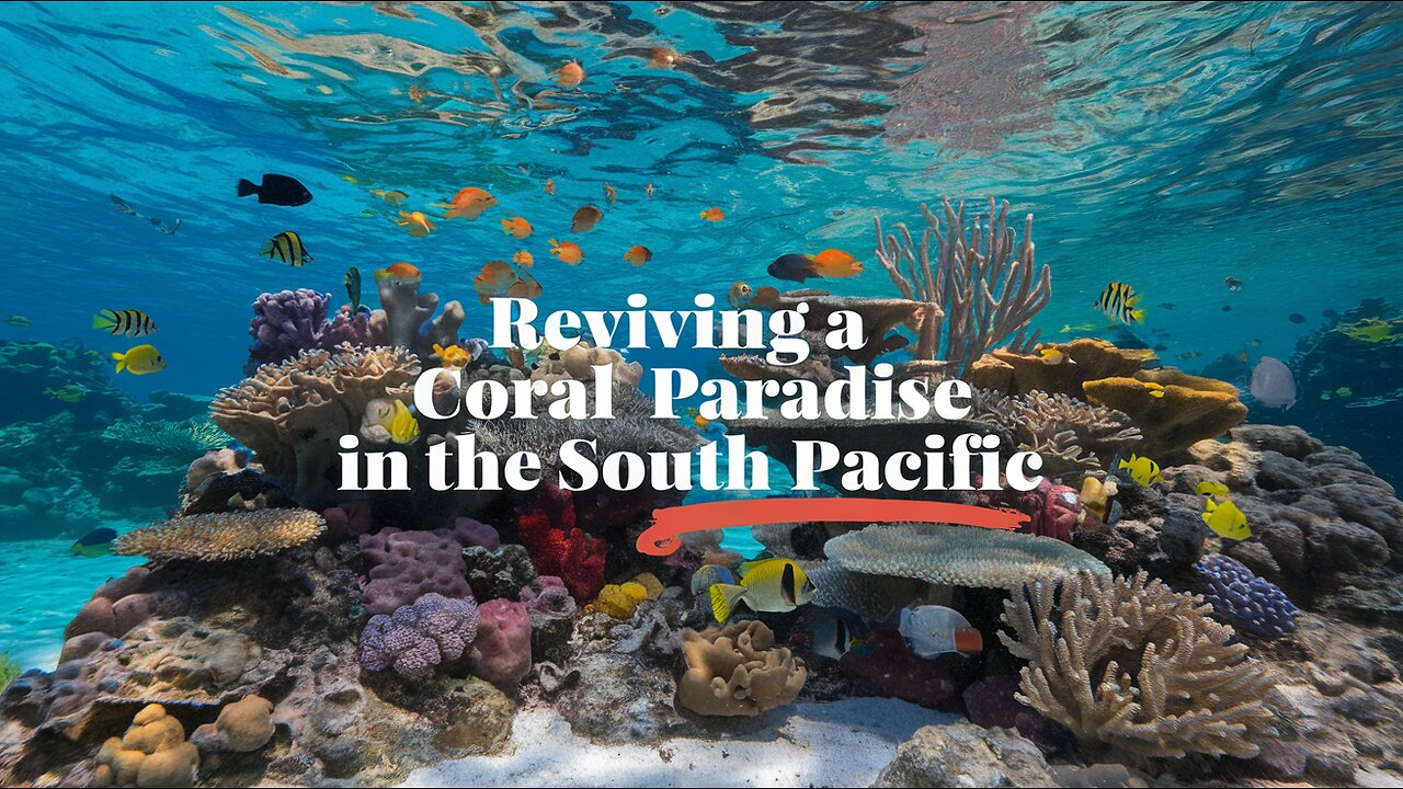 Reviving A Coral Paradise In The South Pacific