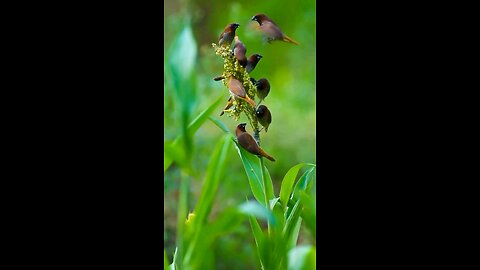 Beautiful Birds 🐦 Eating