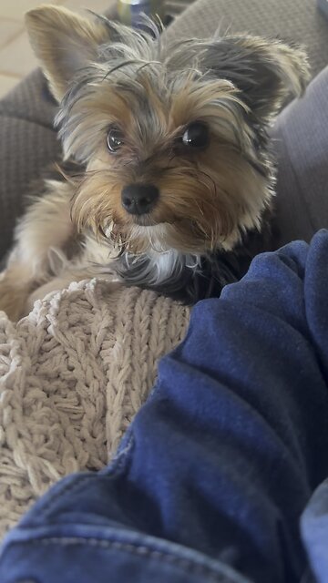Yorkie puppy being adorable