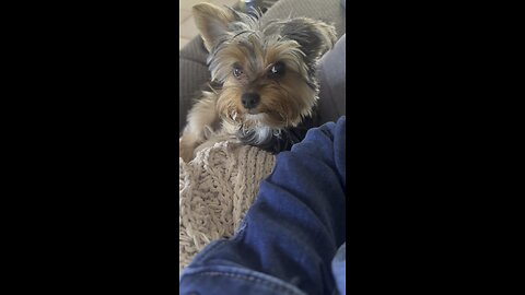 Yorkie puppy being adorable