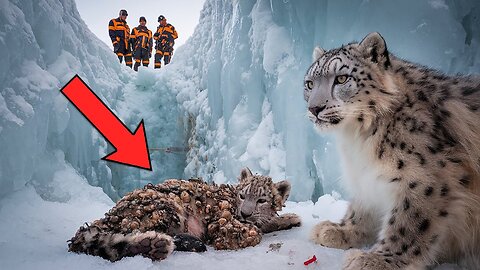 Rescue Team Saves Red Big Cat Infested with Millions of Parasites | Heartwarming Rescue Mission"