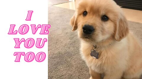 DOGS SAYING I LOVE YOU TOO