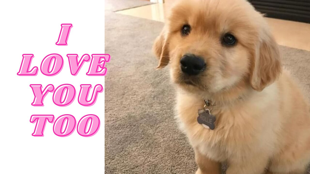 DOGS SAYING I LOVE YOU TOO