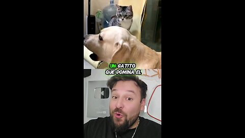 Un gatito que domina el kunfu 🤯