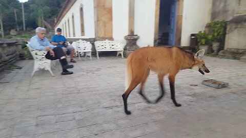 The Majestic Maned Wolf: A Symbol of Brazil's Wild Heart"