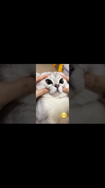 🐱 Funny cat videos | cute cats | Try not to laugh | Cat videos Compilation #shorts 🐈