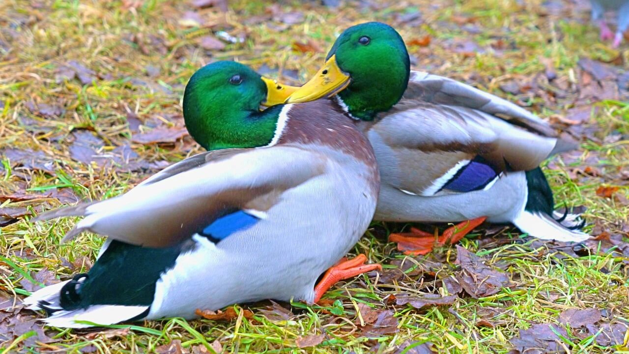 Male Mallard Duck Drakes Have a Friendly Wrestling Match (Fight)