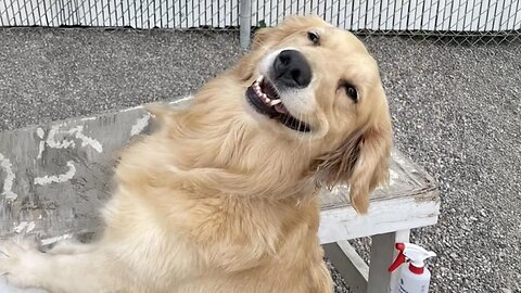 These Golden Retrievers Dog are the FUNNIEST creatures on Earth