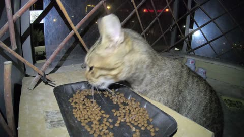 Homeless cat in Ras Al Khaimah, UAE: JANET JACKSON #cat #cats #JanetJackson #UAE #kitten #pets #pet