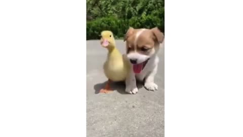 Puppies and Chicken funny and adorable moments😂😍