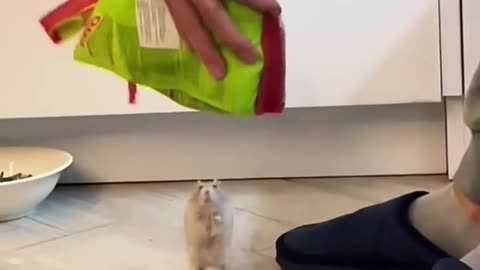 Rescuing the hamster from the cat _ animals _ love _ shorts