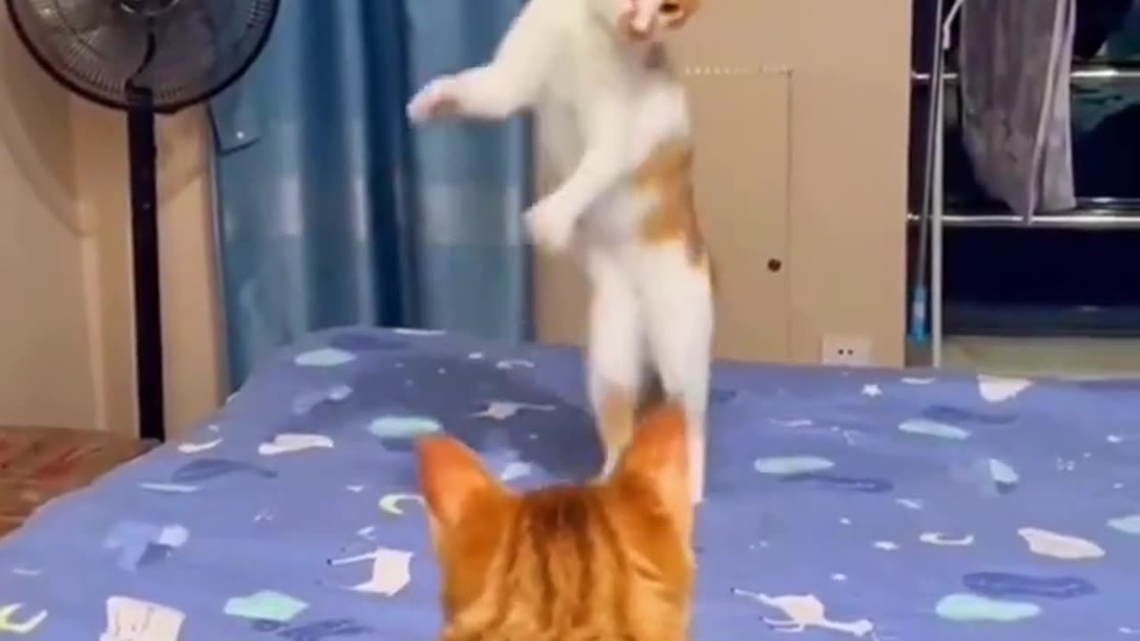 Funny animals